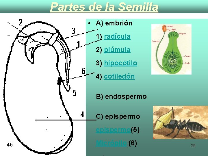 Partes de la Semilla • A) embrión 1) radícula 2) plúmula 3) hipocotilo 4)