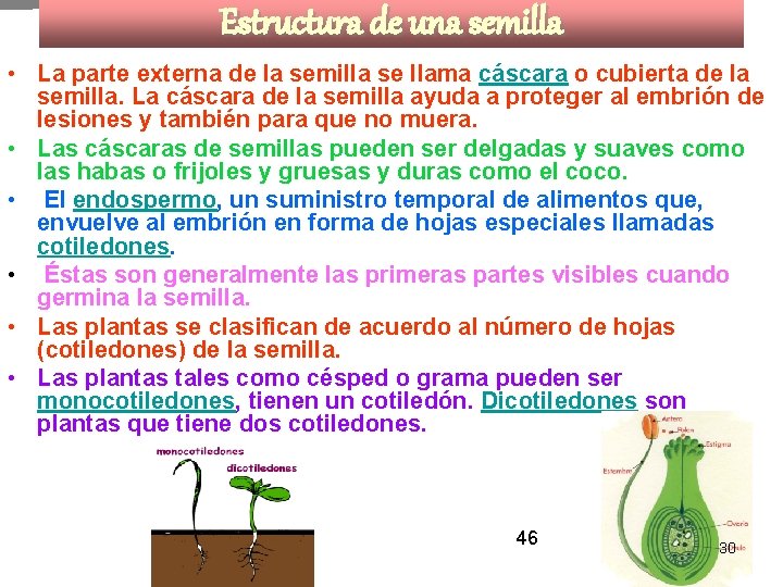 Estructura de una semilla • La parte externa de la semilla se llama cáscara