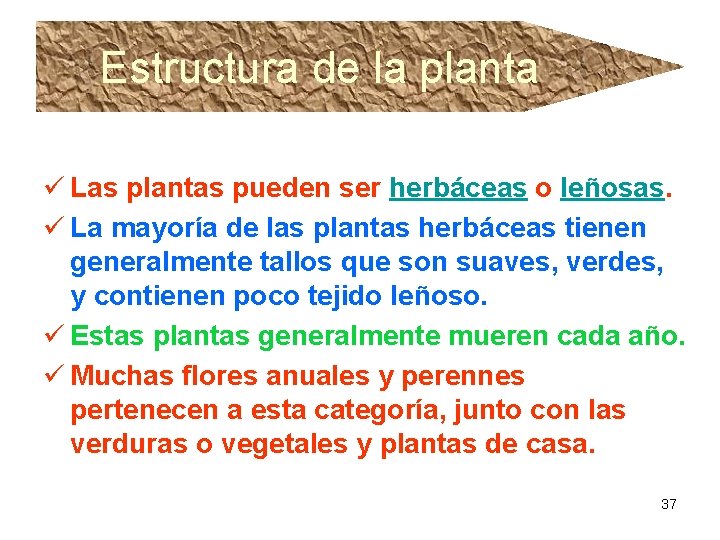 Estructura de la planta ü Las plantas pueden ser herbáceas o leñosas. ü La