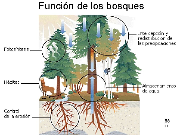 Función de los bosques 58 38 