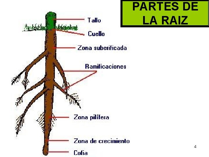  PARTES DE LA RAIZ 4 