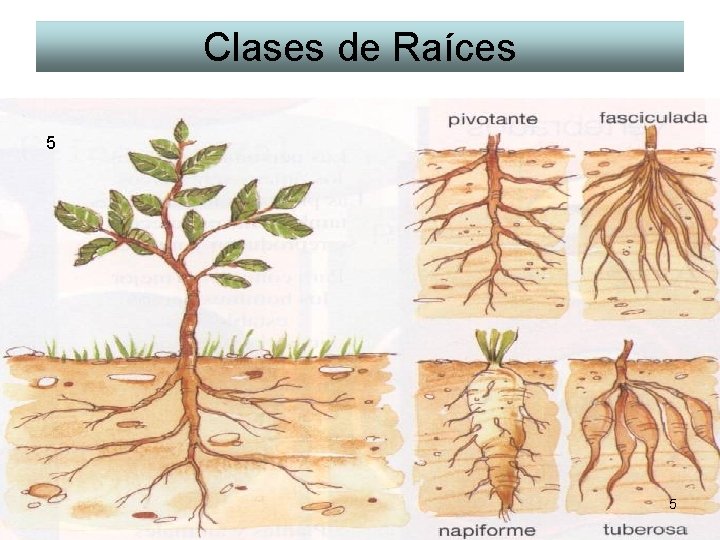 Clases de Raíces 5 5 