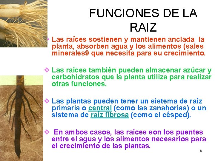 FUNCIONES DE LA RAIZ v Las raíces sostienen y mantienen anclada la planta, absorben