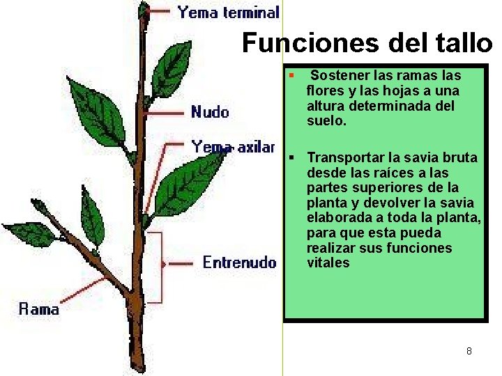 Funciones del tallo Partes del Tallo § Sostener las ramas las flores y las