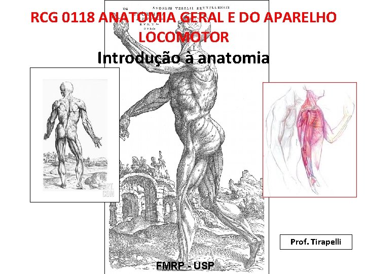 RCG 0118 ANATOMIA GERAL E DO APARELHO LOCOMOTOR Introdução à anatomia Prof. Tirapelli FMRP