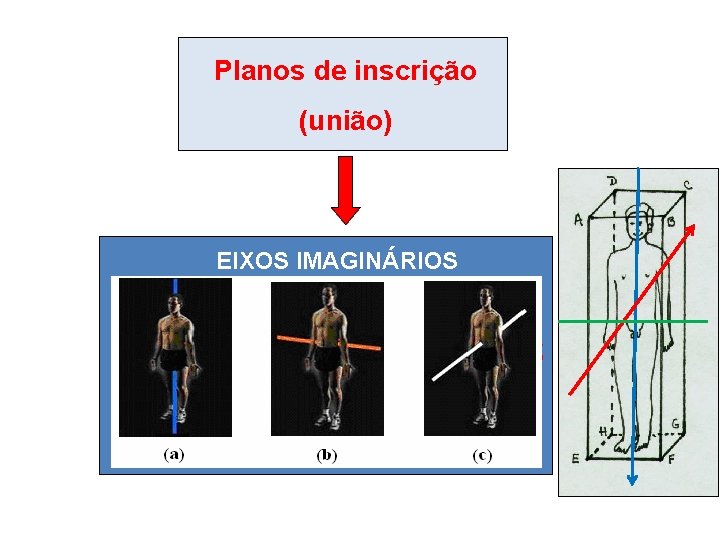 Planos de inscrição (união) EIXOS IMAGINÁRIOS -Longitudinal ou craniocaudal; - nteroposterior, dorsoventral ou sagital;