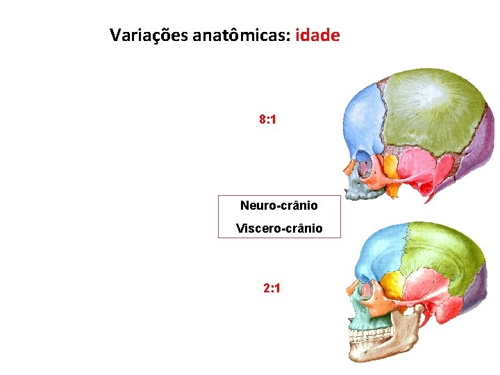 Variações anatômicas: idade 8: 1 Neuro-crânio Viscero-crânio 2: 1 