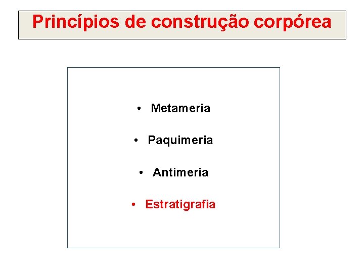 Princípios de construção corpórea • Metameria • Paquimeria • Antimeria • Estratigrafia 