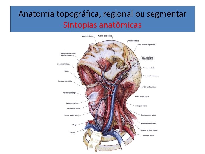 Anatomia topográfica, regional ou segmentar Sintopias anatômicas 