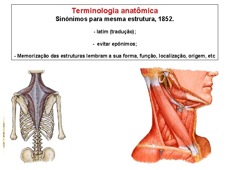 Terminologia anatômica Sinônimos para mesma estrutura, 1852. - latim (tradução); - evitar epônimos; -