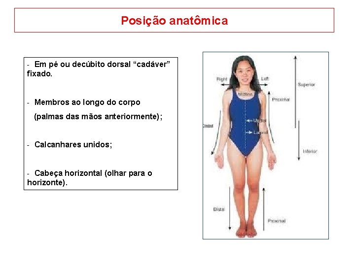 Posição anatômica - Em pé ou decúbito dorsal “cadáver” fixado. - Membros ao longo
