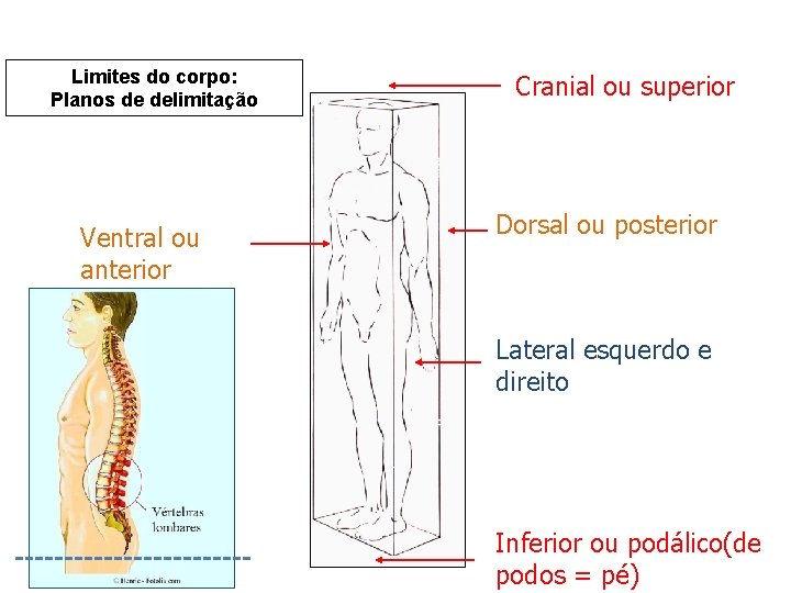 Limites do corpo: Planos de delimitação Ventral ou anterior Cranial ou superior Dorsal ou