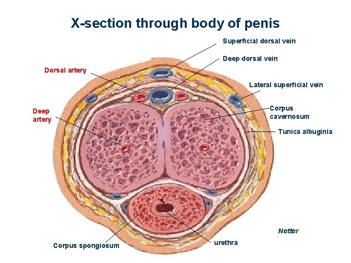 tabletták az erekció árának javítására mennyit nő a pénisz egy év alatt