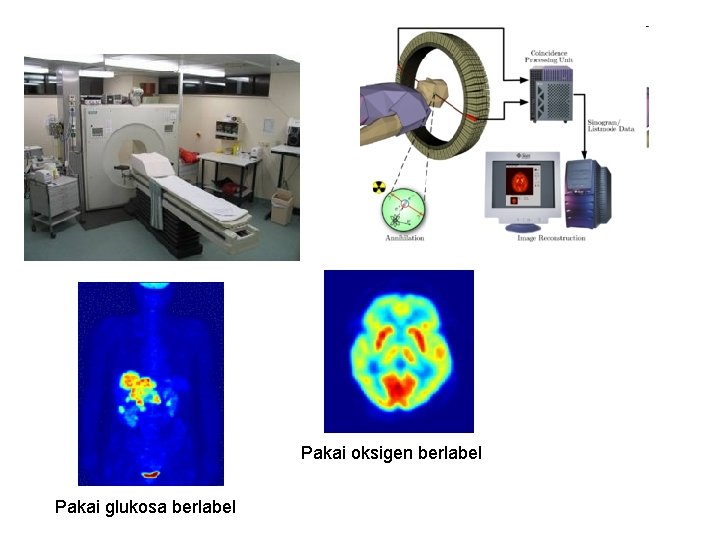 Pakai oksigen berlabel Pakai glukosa berlabel 