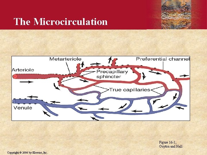 The Microcirculation Figure 16 -1; Guyton and Hall Copyright © 2006 by Elsevier, Inc.