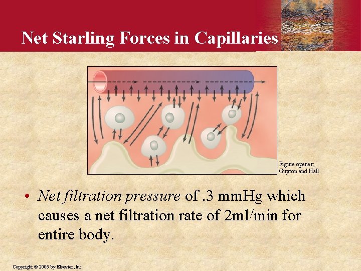 Net Starling Forces in Capillaries Figure opener; Guyton and Hall • Net filtration pressure