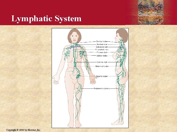 Lymphatic System Copyright © 2006 by Elsevier, Inc. 