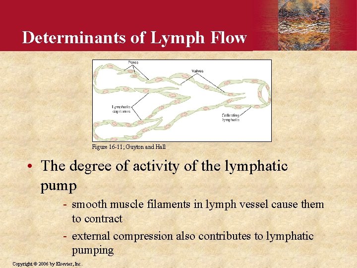 Determinants of Lymph Flow Figure 16 -11; Guyton and Hall • The degree of