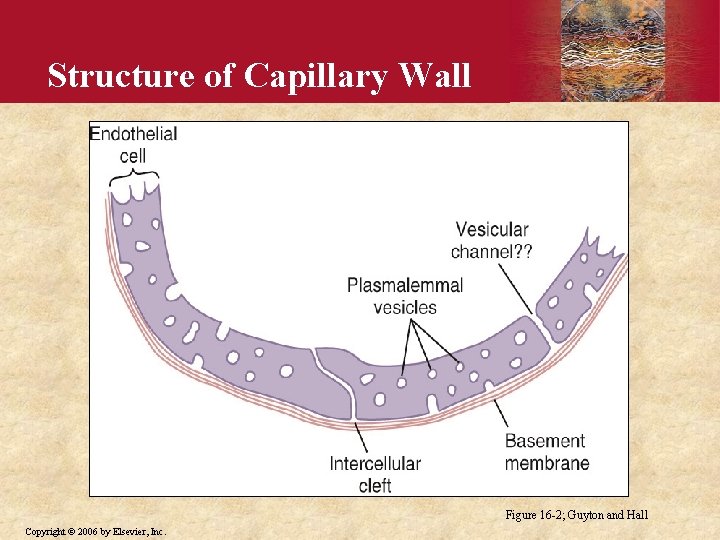 Structure of Capillary Wall Figure 16 -2; Guyton and Hall Copyright © 2006 by