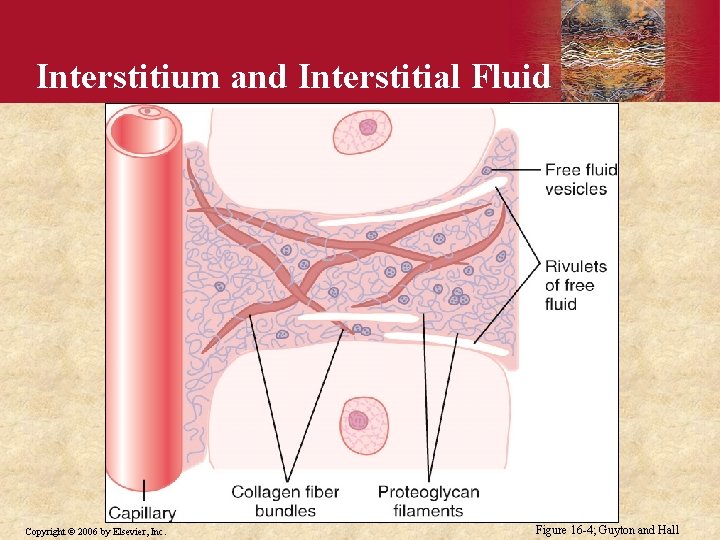 Interstitium and Interstitial Fluid Copyright © 2006 by Elsevier, Inc. Figure 16 -4; Guyton