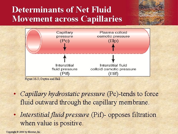 Determinants of Net Fluid Movement across Capillaries Figure 16 -5; Guyton and Hall •