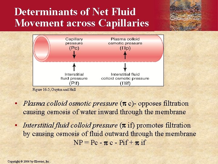 Determinants of Net Fluid Movement across Capillaries Figure 16 -5; Guyton and Hall •