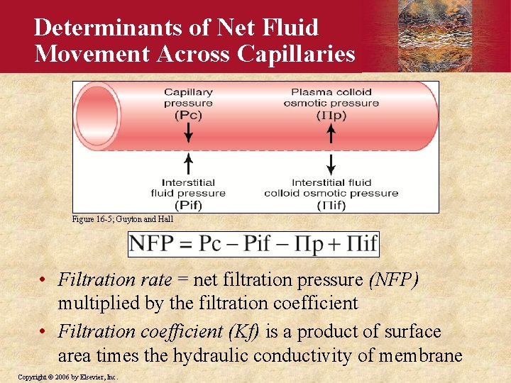 Determinants of Net Fluid Movement Across Capillaries Figure 16 -5; Guyton and Hall •