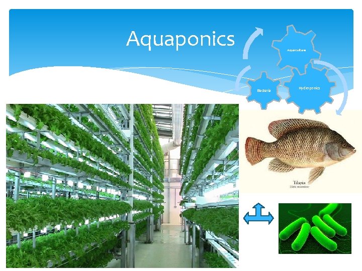 Aquaponics Aquaculture Bacteria Hydroponics 