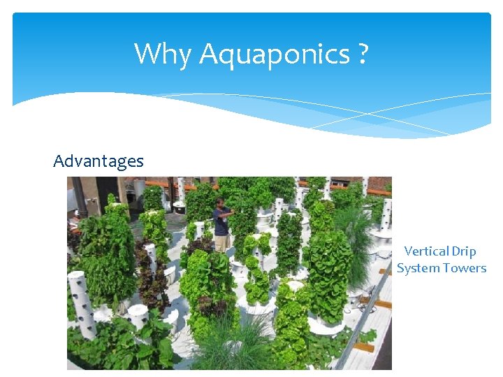 Why Aquaponics ? Advantages • Less pests and diseases (if controlled) • Reduced carbon