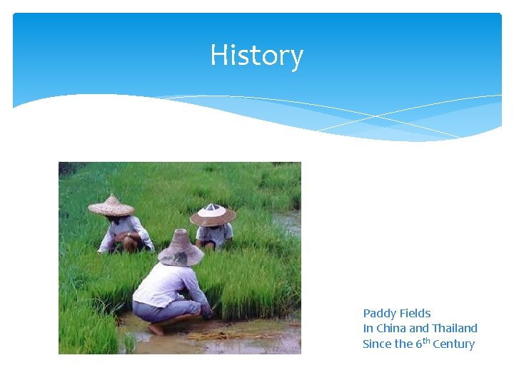 History Paddy Fields In China and Thailand Since the 6 th Century 