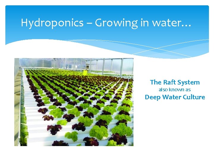 Hydroponics – Growing in water… The Raft System also known as Deep Water Culture