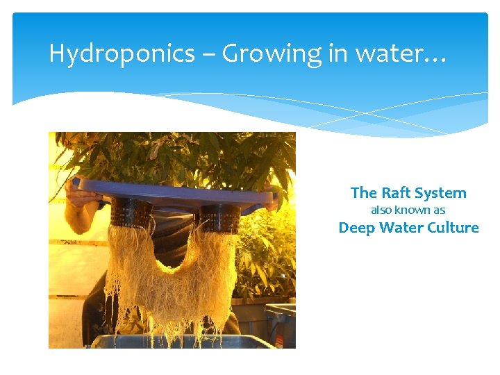 Hydroponics – Growing in water… The Raft System also known as Deep Water Culture