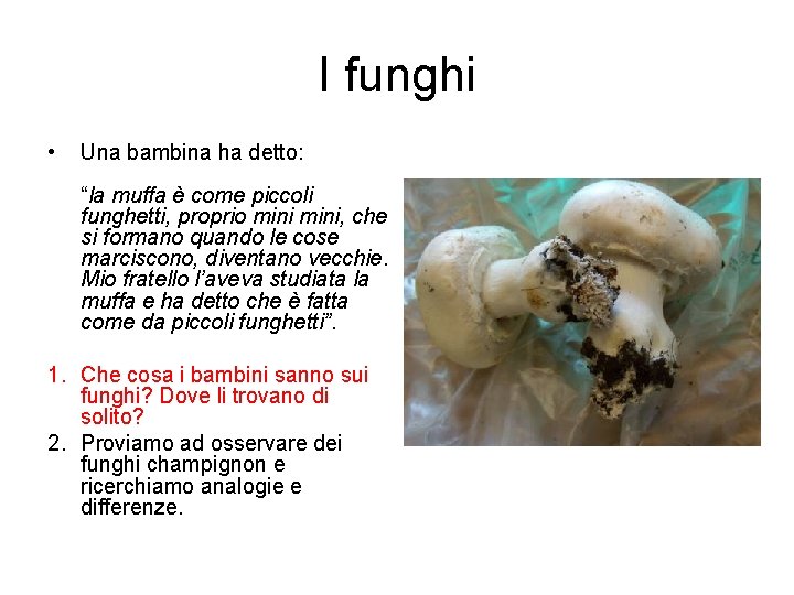 I funghi • Una bambina ha detto: “la muffa è come piccoli funghetti, proprio