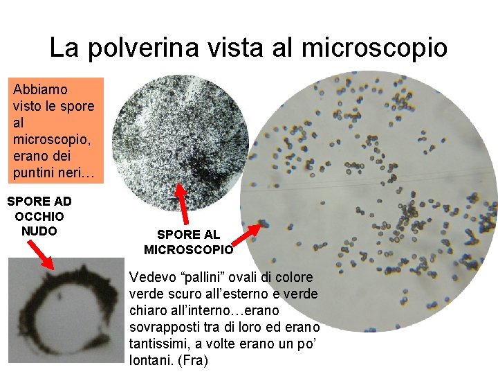 La polverina vista al microscopio Abbiamo visto le spore al microscopio, erano dei puntini