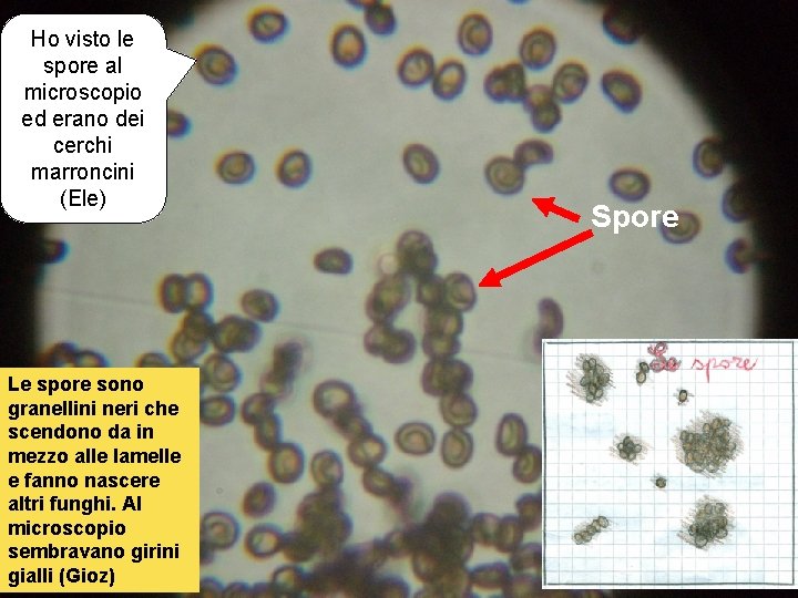 Ho visto le spore al microscopio ed erano dei cerchi marroncini (Ele) Le spore