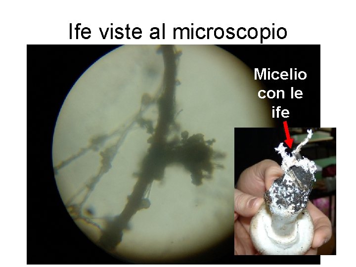 Ife viste al microscopio Micelio con le ife 