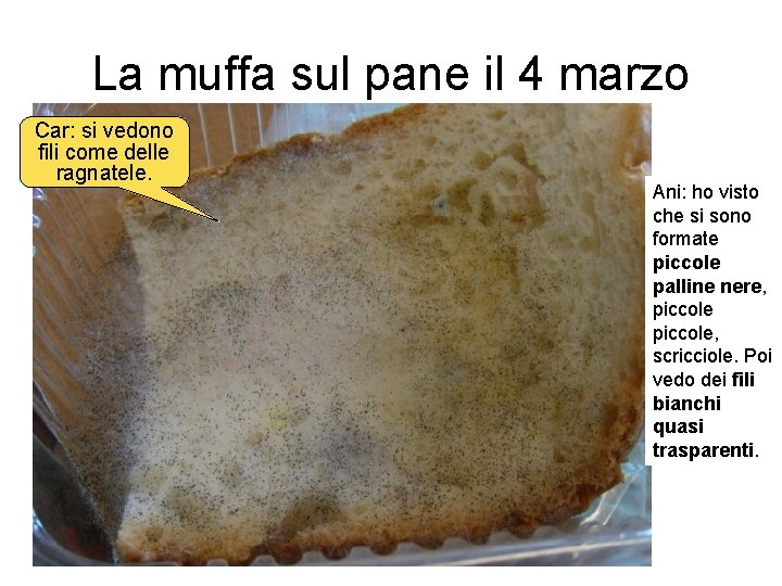 La muffa sul pane il 4 marzo Car: si vedono fili come delle ragnatele.