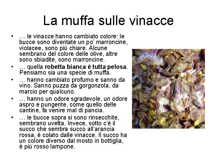 La muffa sulle vinacce • … le vinacce hanno cambiato colore: le bucce sono