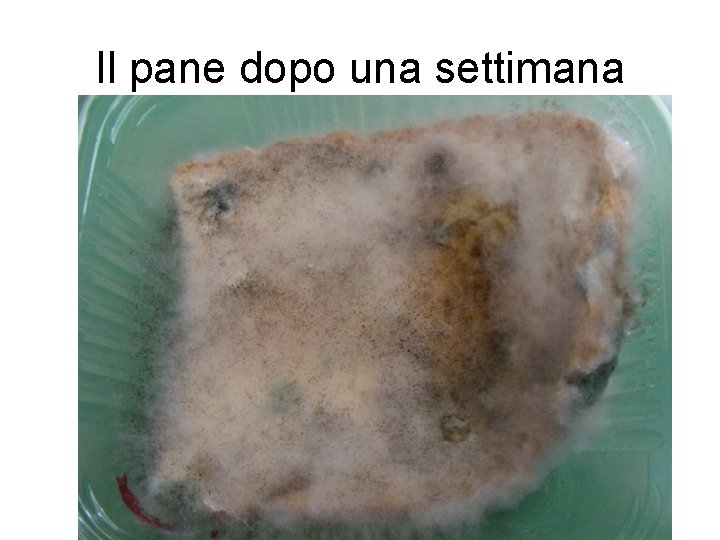 Il pane dopo una settimana 