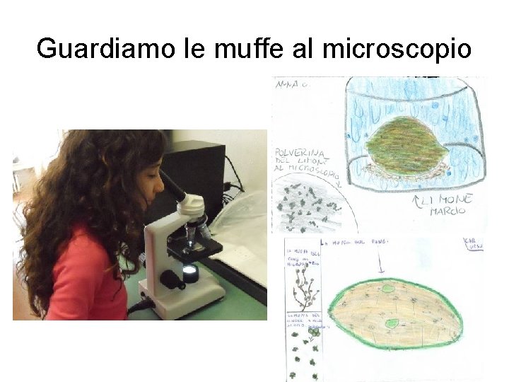 Guardiamo le muffe al microscopio 