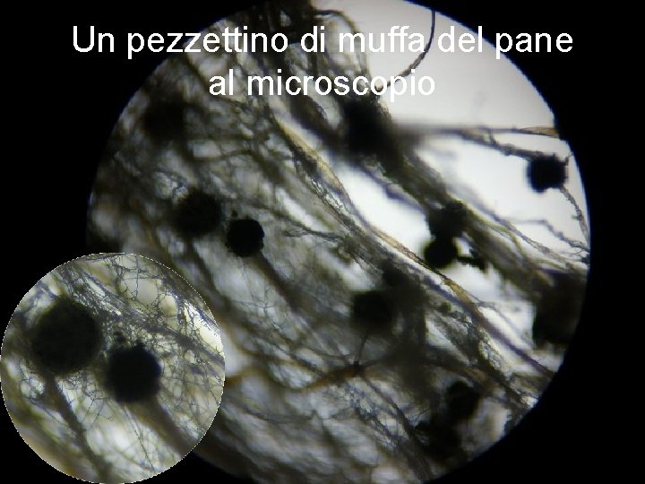 Un pezzettino di muffa del pane al microscopio 