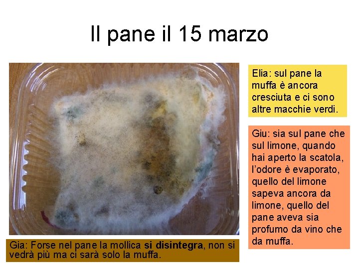 Il pane il 15 marzo Elia: sul pane la muffa è ancora cresciuta e