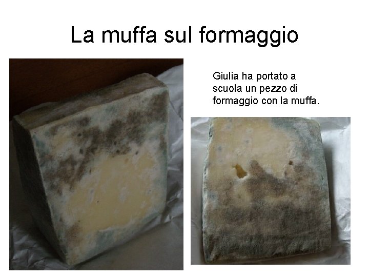 La muffa sul formaggio Giulia ha portato a scuola un pezzo di formaggio con