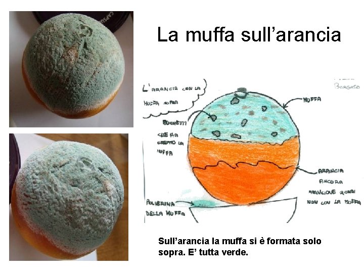 La muffa sull’arancia Sull’arancia la muffa si è formata solo sopra. E’ tutta verde.