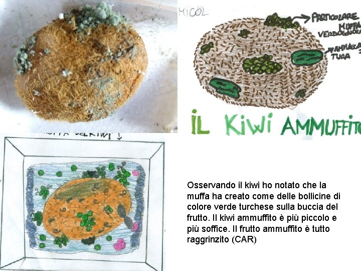 Osservando il kiwi ho notato che la muffa ha creato come delle bollicine di