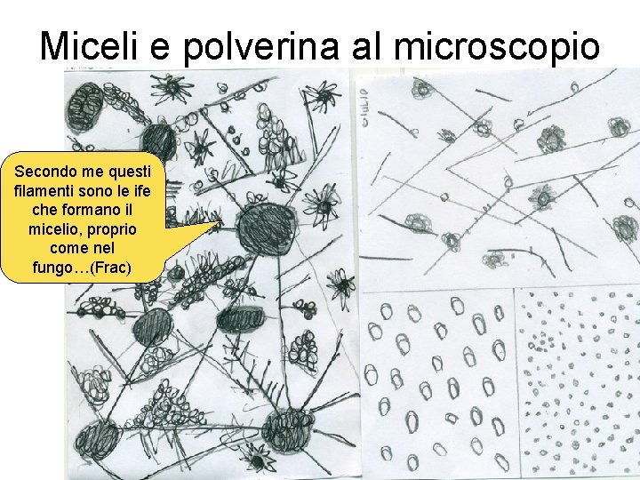 Miceli e polverina al microscopio Secondo me questi filamenti sono le ife che formano