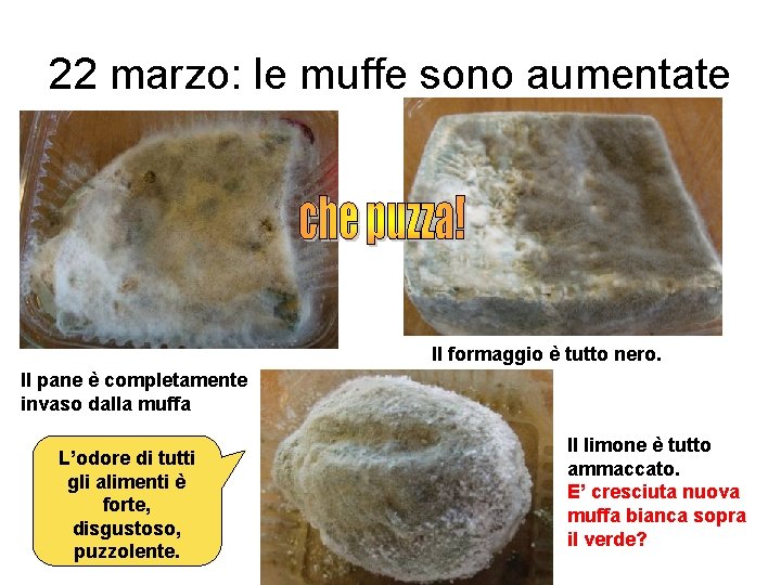 22 marzo: le muffe sono aumentate Il formaggio è tutto nero. Il pane è