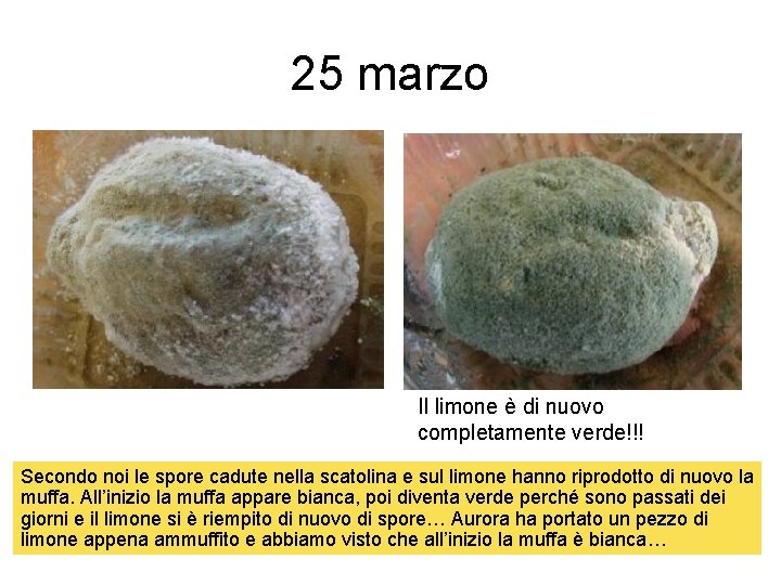 25 marzo Il limone è di nuovo completamente verde!!! Secondo noi le spore cadute