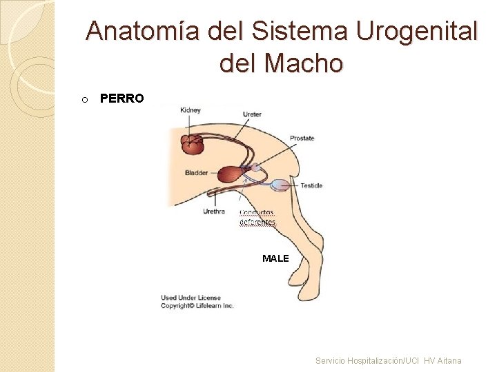 Anatomía del Sistema Urogenital del Macho o PERRO MALE Servicio Hospitalización/UCI HV Aitana 