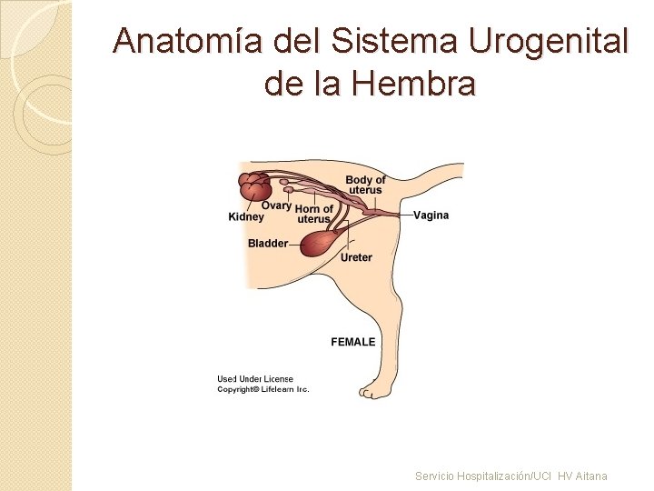 Anatomía del Sistema Urogenital de la Hembra Servicio Hospitalización/UCI HV Aitana 